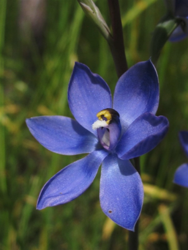 A sun orchid